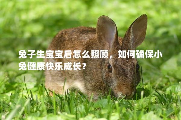 兔子生宝宝后怎么照顾，如何确保小兔健康快乐成长？