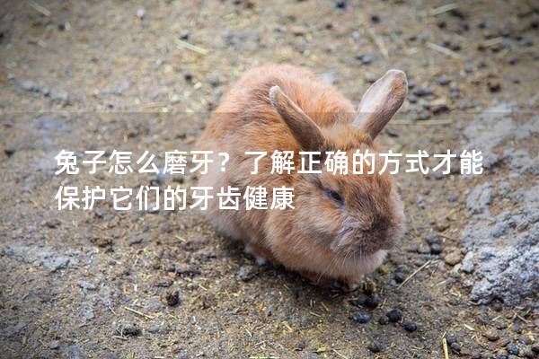 兔子怎么磨牙？了解正确的方式才能保护它们的牙齿健康