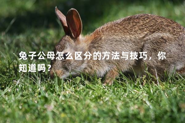 兔子公母怎么区分的方法与技巧，你知道吗？