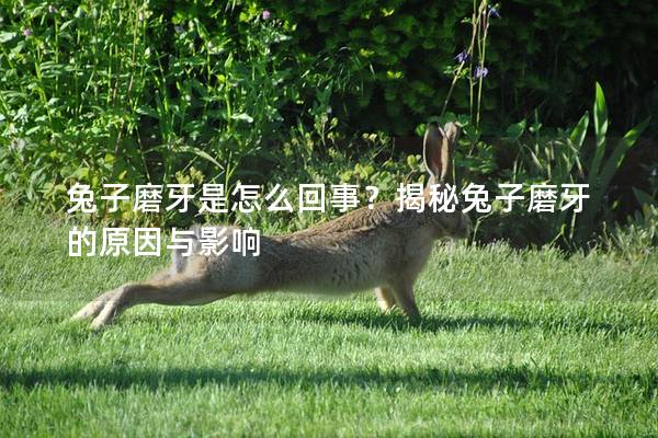 兔子磨牙是怎么回事？揭秘兔子磨牙的原因与影响