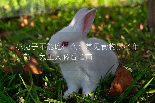小兔子不能吃什么：常见食物黑名单，新手兔主人必看指南