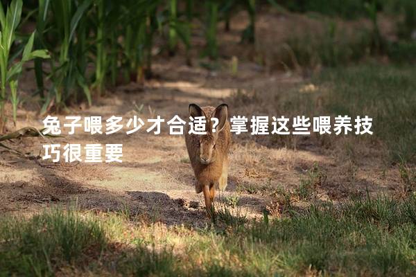 兔子喂多少才合适？掌握这些喂养技巧很重要