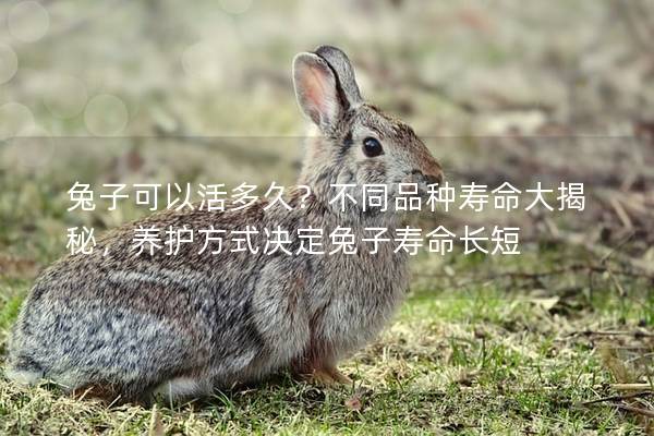 兔子可以活多久？不同品种寿命大揭秘，养护方式决定兔子寿命长短