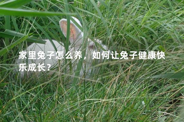 家里兔子怎么养，如何让兔子健康快乐成长？
