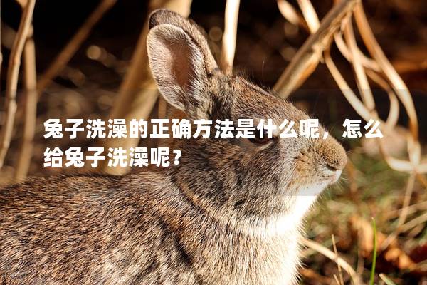 兔子洗澡的正确方法是什么呢，怎么给兔子洗澡呢？