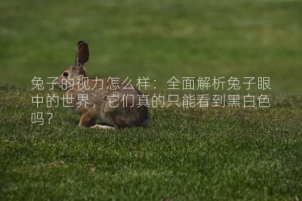 兔子的视力怎么样：全面解析兔子眼中的世界，它们真的只能看到黑白色吗？