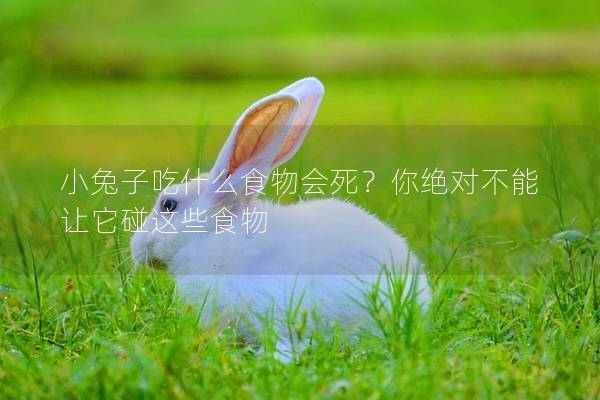 小兔子吃什么食物会死？你绝对不能让它碰这些食物