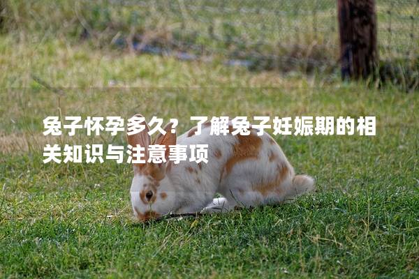 兔子怀孕多久？了解兔子妊娠期的相关知识与注意事项