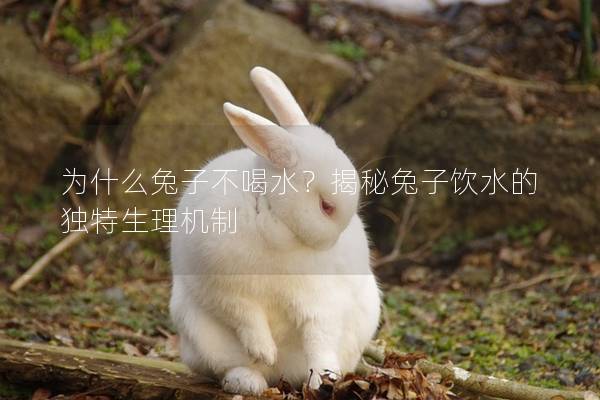 为什么兔子不喝水？揭秘兔子饮水的独特生理机制