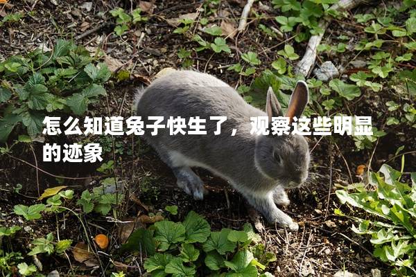 怎么知道兔子快生了，观察这些明显的迹象