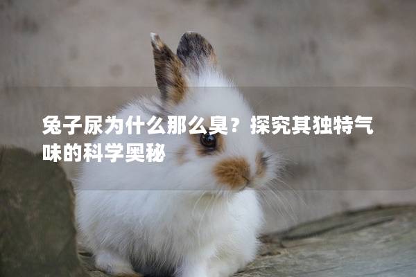 兔子尿为什么那么臭？探究其独特气味的科学奥秘