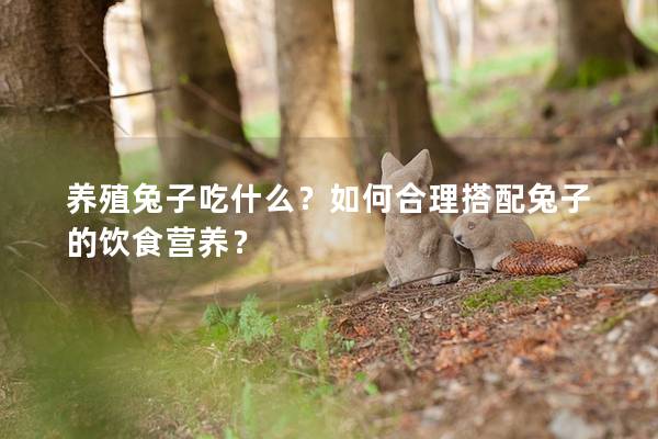 养殖兔子吃什么？如何合理搭配兔子的饮食营养？