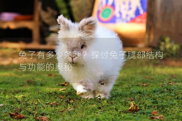 兔子有多少条腿？探讨兔子腿部结构与功能的奥秘