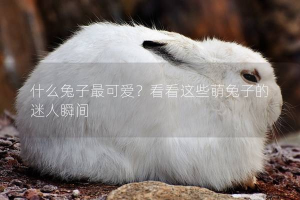 什么兔子最可爱？看看这些萌兔子的迷人瞬间