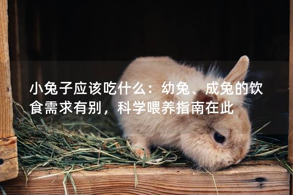 小兔子应该吃什么：幼兔、成兔的饮食需求有别，科学喂养指南在此