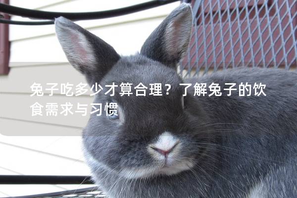 兔子吃多少才算合理？了解兔子的饮食需求与习惯