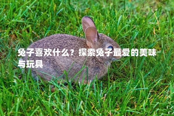 兔子喜欢什么？探索兔子最爱的美味与玩具