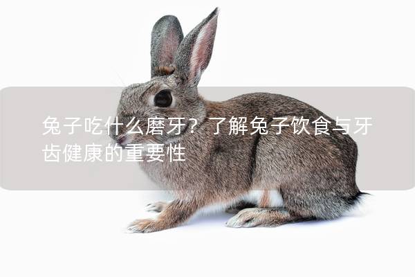 兔子吃什么磨牙？了解兔子饮食与牙齿健康的重要性
