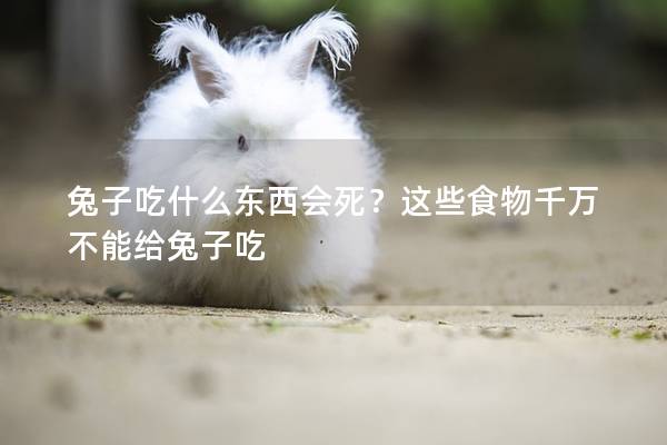 兔子吃什么东西会死？这些食物千万不能给兔子吃