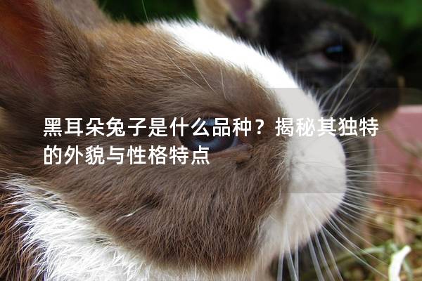 黑耳朵兔子是什么品种？揭秘其独特的外貌与性格特点