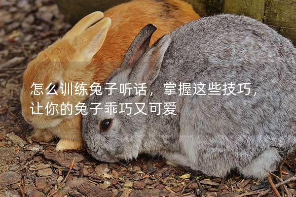 怎么训练兔子听话，掌握这些技巧，让你的兔子乖巧又可爱
