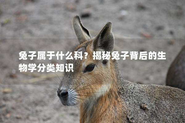 兔子属于什么科？揭秘兔子背后的生物学分类知识