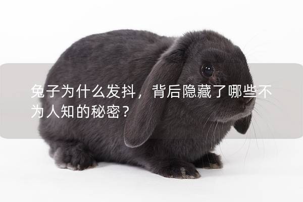 兔子为什么发抖，背后隐藏了哪些不为人知的秘密？