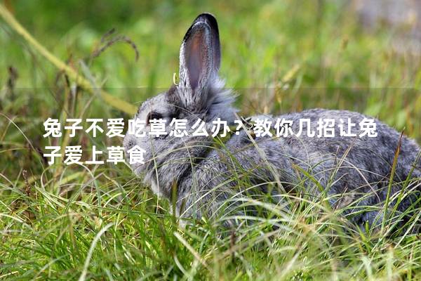 兔子不爱吃草怎么办？教你几招让兔子爱上草食