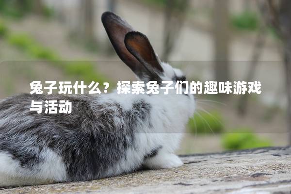 兔子玩什么？探索兔子们的趣味游戏与活动