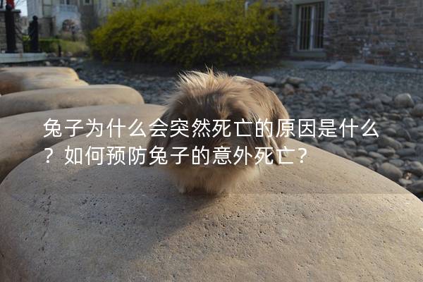 兔子为什么会突然死亡的原因是什么？如何预防兔子的意外死亡？