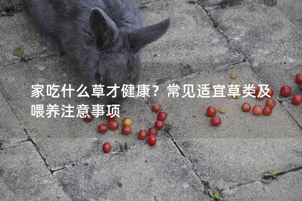 家吃什么草才健康？常见适宜草类及喂养注意事项