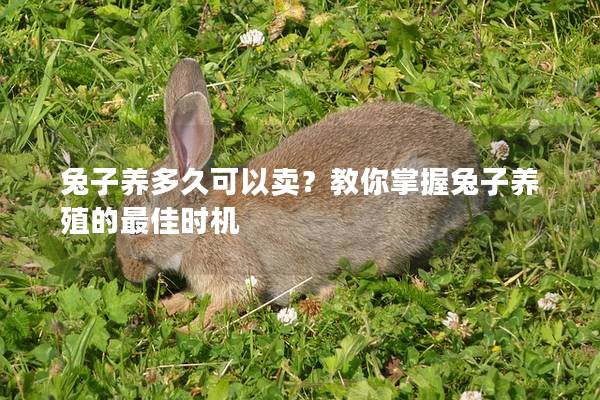 兔子养多久可以卖？教你掌握兔子养殖的最佳时机
