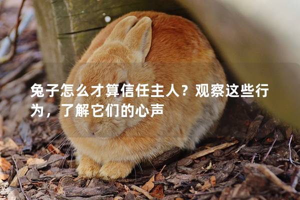兔子怎么才算信任主人？观察这些行为，了解它们的心声