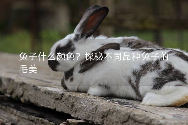兔子什么颜色？探秘不同品种兔子的毛美