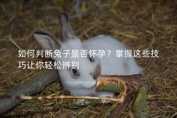 如何判断兔子是否怀孕？掌握这些技巧让你轻松辨别