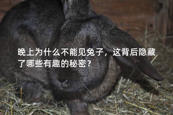 晚上为什么不能见兔子，这背后隐藏了哪些有趣的秘密？