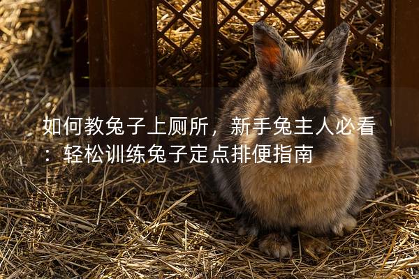 如何教兔子上厕所，新手兔主人必看：轻松训练兔子定点排便指南