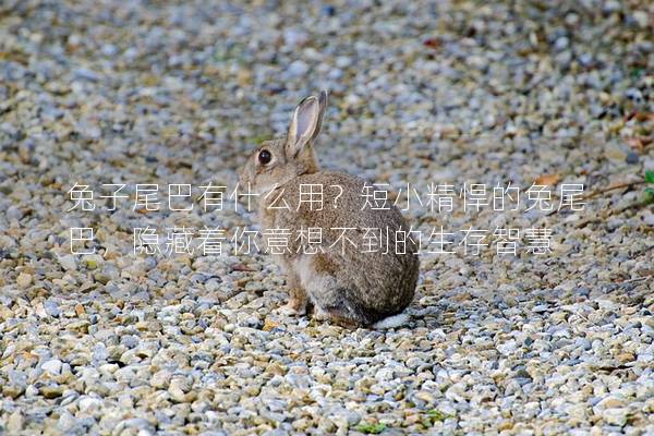 兔子尾巴有什么用？短小精悍的兔尾巴，隐藏着你意想不到的生存智慧