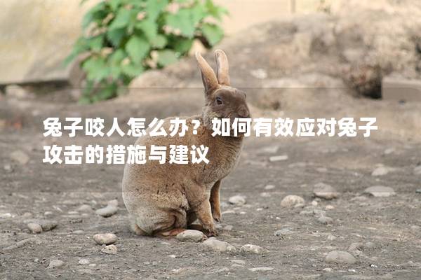 兔子咬人怎么办？如何有效应对兔子攻击的措施与建议
