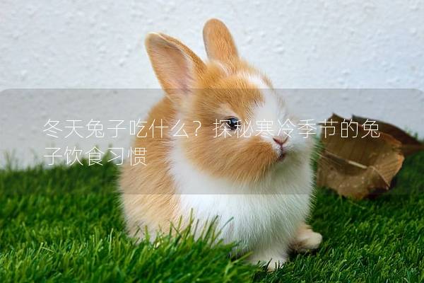 冬天兔子吃什么？探秘寒冷季节的兔子饮食习惯
