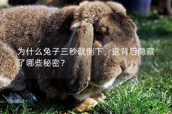 为什么兔子三秒就倒下，这背后隐藏了哪些秘密？