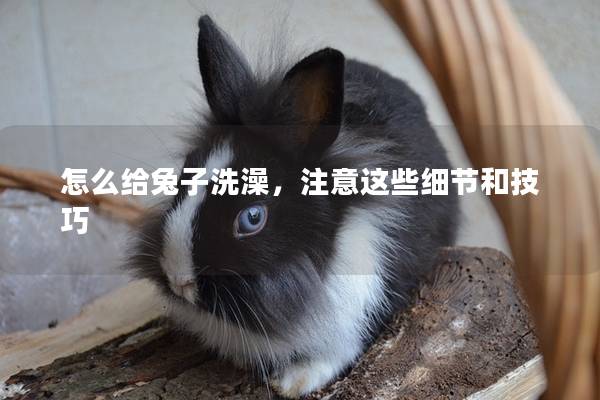 怎么给兔子洗澡，注意这些细节和技巧