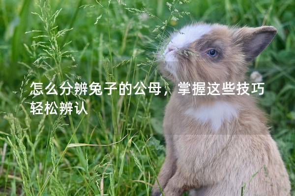 怎么分辨兔子的公母，掌握这些技巧轻松辨认
