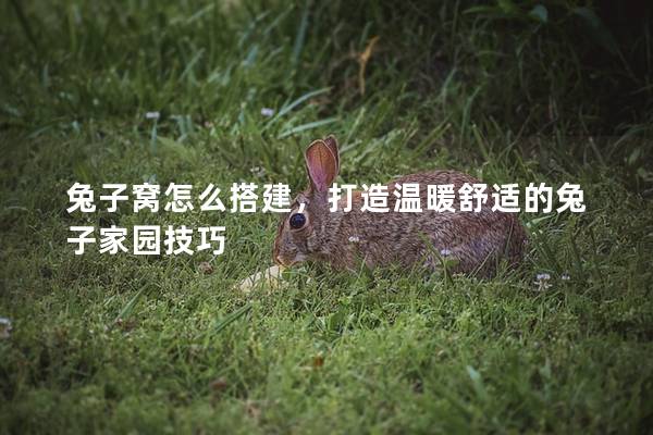 兔子窝怎么搭建，打造温暖舒适的兔子家园技巧