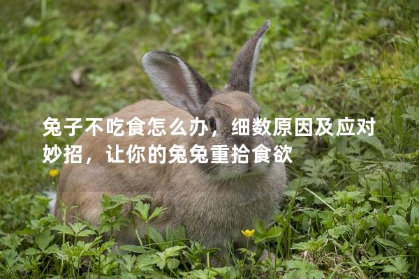兔子不吃食怎么办，细数原因及应对妙招，让你的兔兔重拾食欲