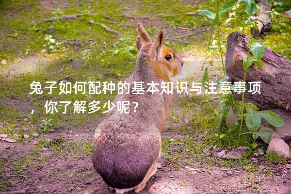 兔子如何配种的基本知识与注意事项，你了解多少呢？