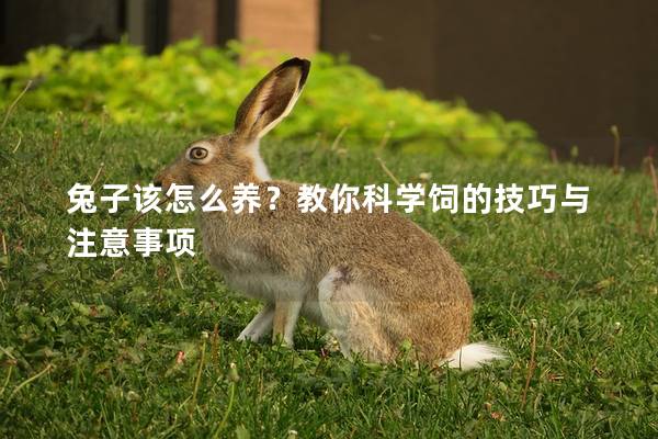 兔子该怎么养？教你科学饲的技巧与注意事项