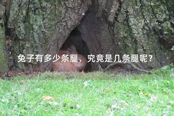 兔子有多少条腿，究竟是几条腿呢？