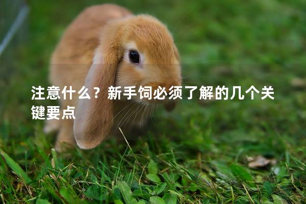 注意什么？新手饲必须了解的几个关键要点