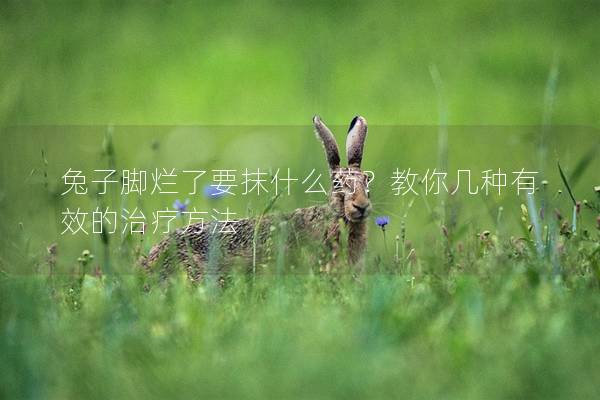 兔子脚烂了要抹什么药？教你几种有效的治疗方法